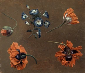 Mohnblumen und Tradascanthus